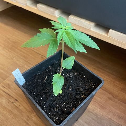 Hanf growlog timeline photo