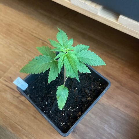 Hanf growlog timeline photo