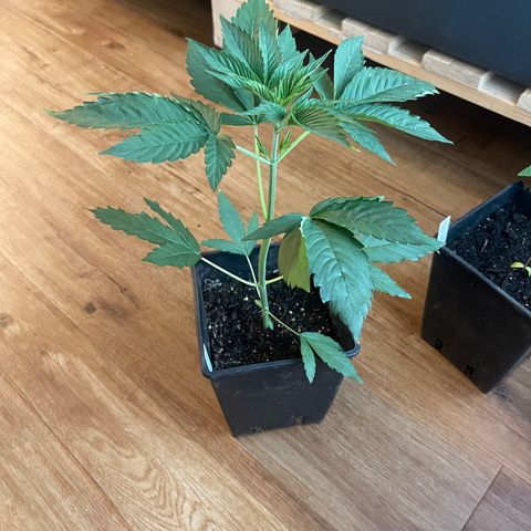 Gelato growlog timeline photo