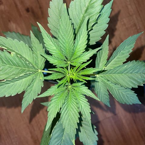 Gelato growlog timeline photo