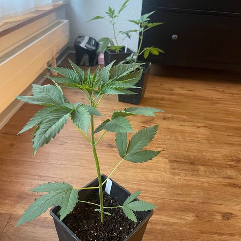 Gelato growlog timeline photo