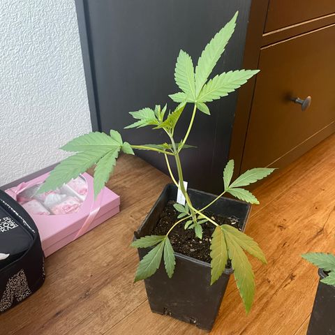 Gelato growlog timeline photo