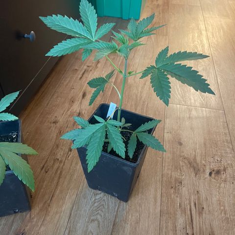 Gelato growlog timeline photo