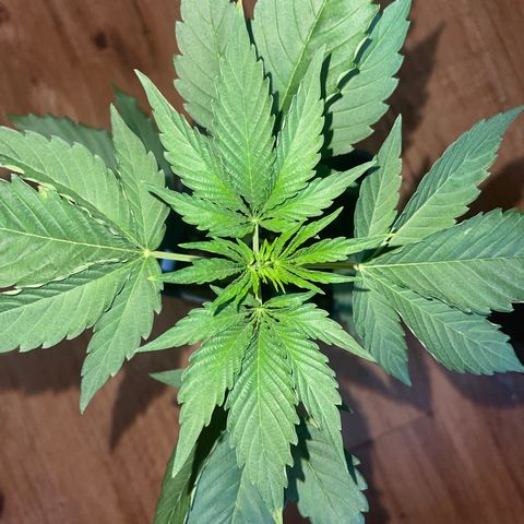 Gelato growlog timeline photo
