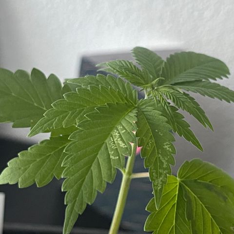 Hanf growlog timeline photo