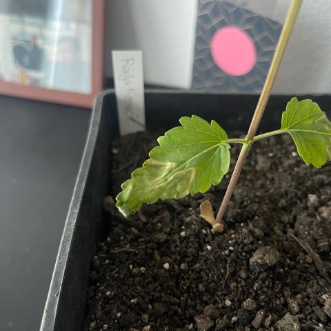 Hanf growlog timeline photo