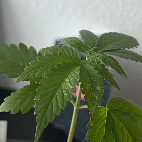 Hanf growlog timeline photo