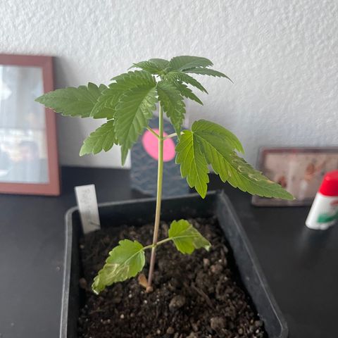 Hanf growlog timeline photo