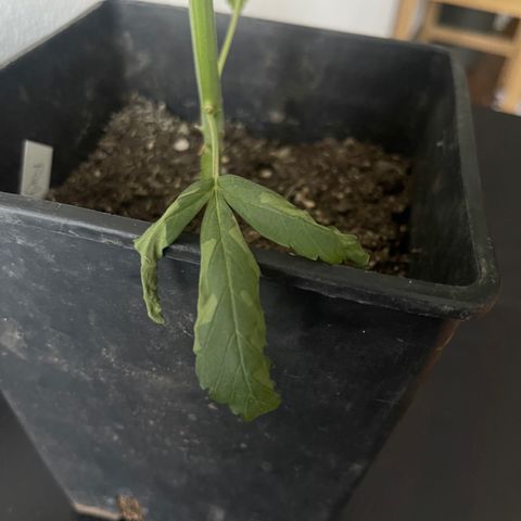 Gelato growlog timeline photo