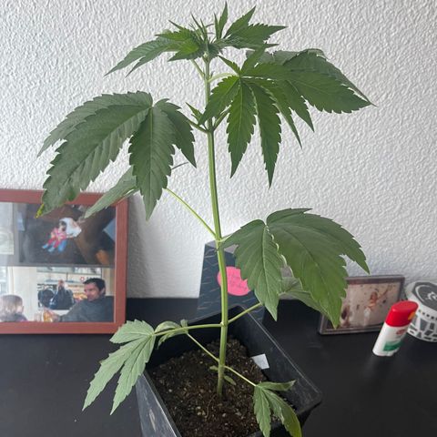 Gelato growlog timeline photo