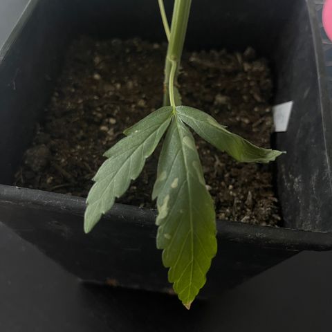 Gelato growlog timeline photo