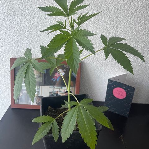 Gelato growlog timeline photo