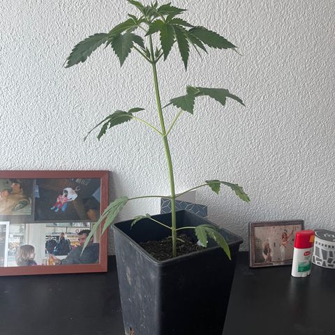 Gelato growlog timeline photo