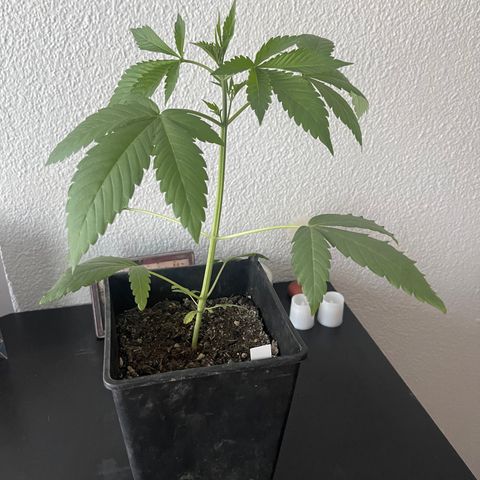 Gelato growlog timeline photo