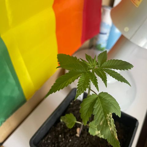 Hanf growlog timeline photo