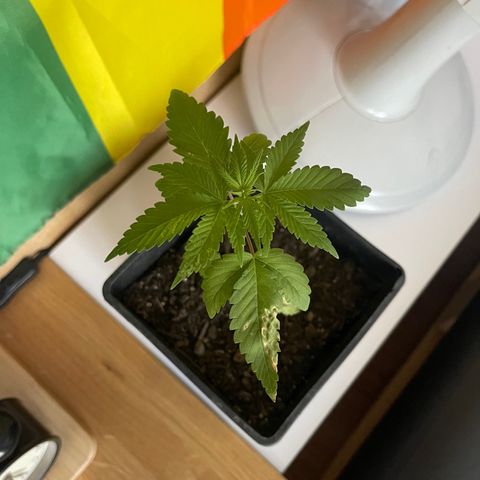 Hanf growlog timeline photo