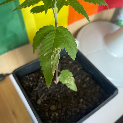 Hanf growlog timeline photo