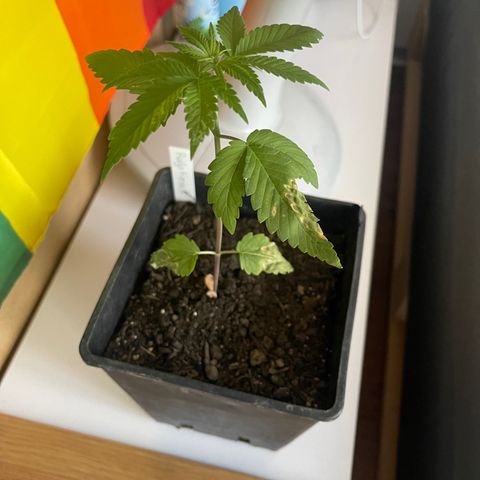 Hanf growlog timeline photo