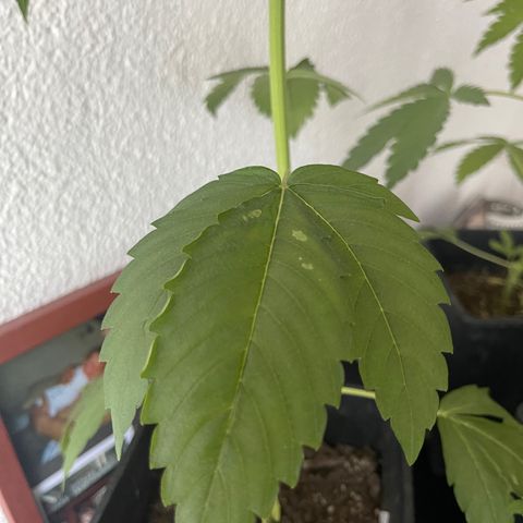 Gelato growlog timeline photo