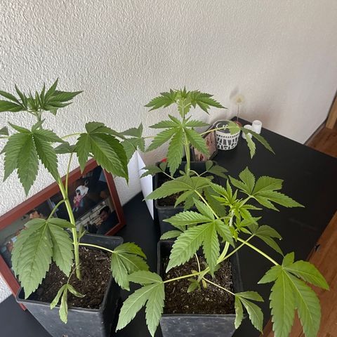 Gelato growlog timeline photo