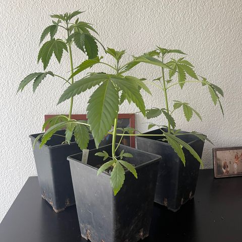 Gelato growlog timeline photo