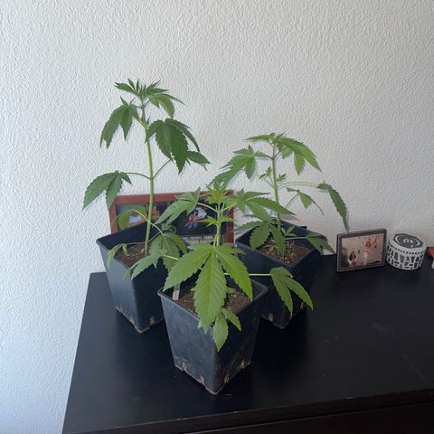 Gelato growlog timeline photo