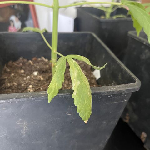 Gelato growlog timeline photo