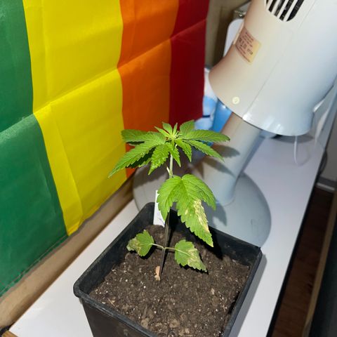 Hanf growlog timeline photo