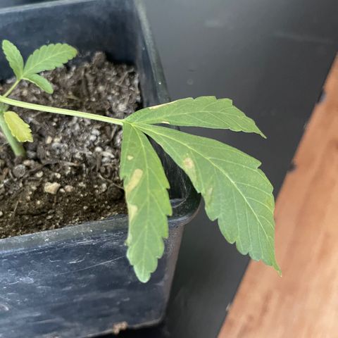 Gelato growlog timeline photo