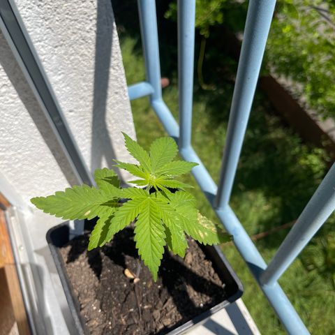 Hanf growlog timeline photo