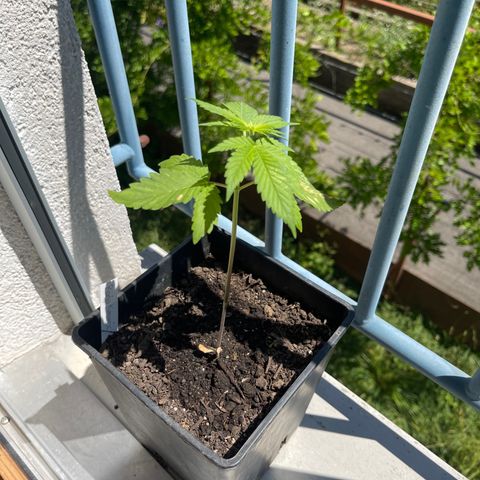 Hanf growlog timeline photo