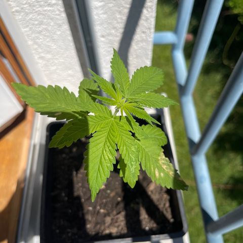 Hanf growlog timeline photo