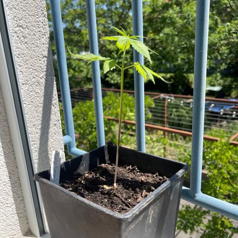 Hanf growlog timeline photo