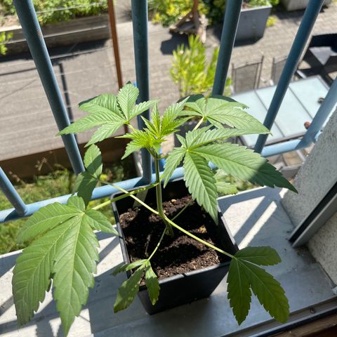 Gelato growlog timeline photo