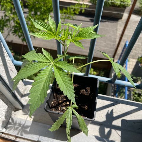 Gelato growlog timeline photo