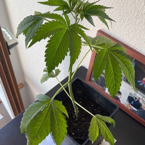 Gelato growlog timeline photo
