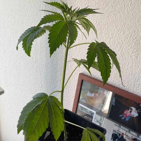 Gelato growlog timeline photo