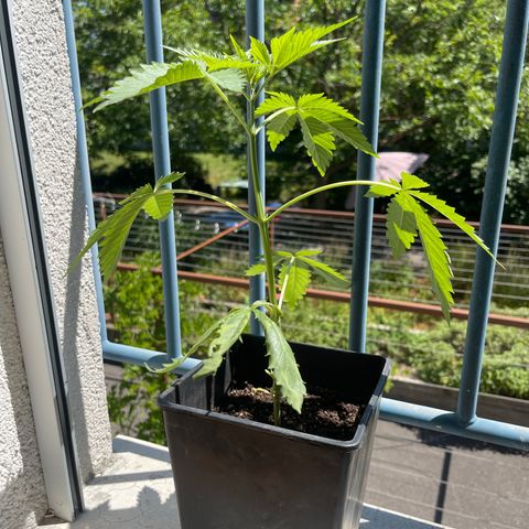 Gelato growlog timeline photo