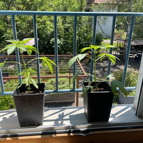 Gelato growlog timeline photo
