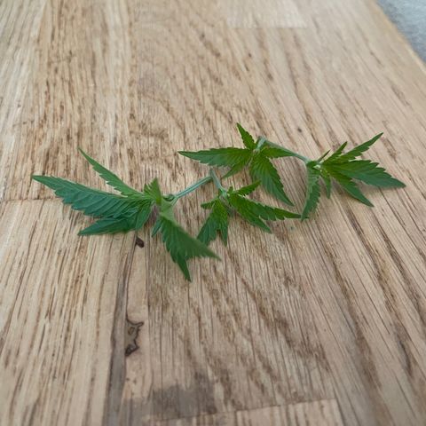Gelato growlog timeline photo