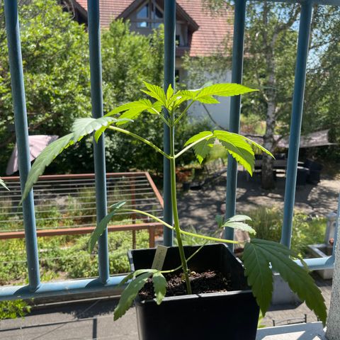 Gelato growlog timeline photo