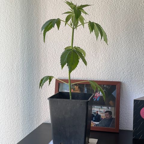 Gelato growlog timeline photo