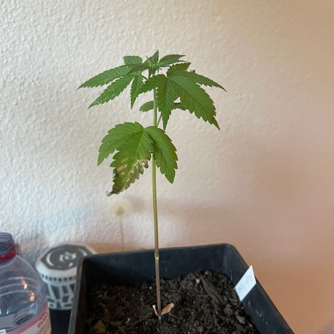 Hanf growlog timeline photo