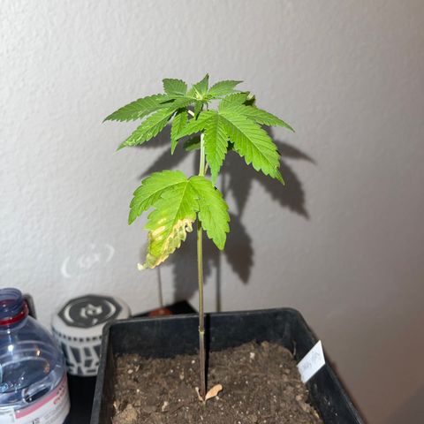 Hanf growlog timeline photo