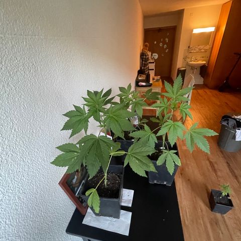Gelato growlog timeline photo