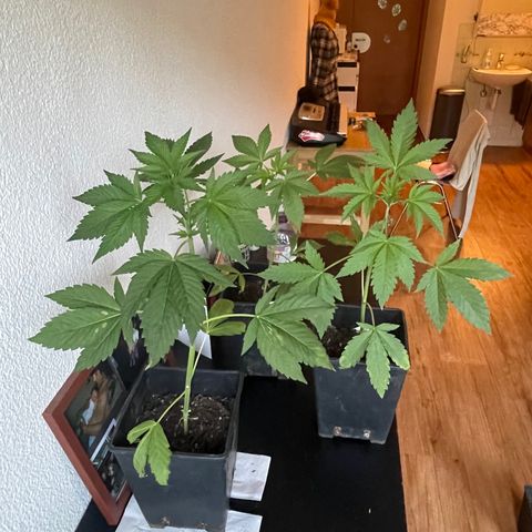 Gelato growlog timeline photo