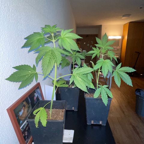 Gelato growlog timeline photo