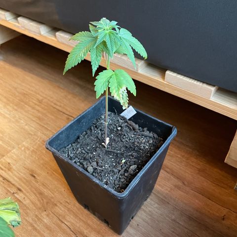 Hanf growlog timeline photo