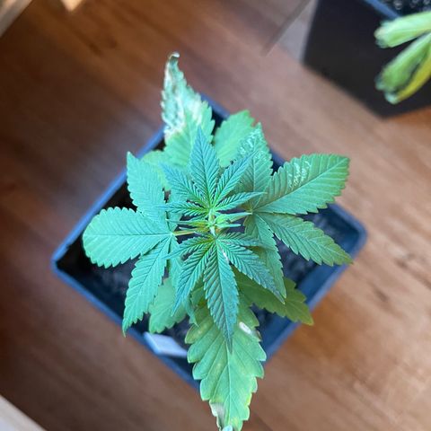 Hanf growlog timeline photo
