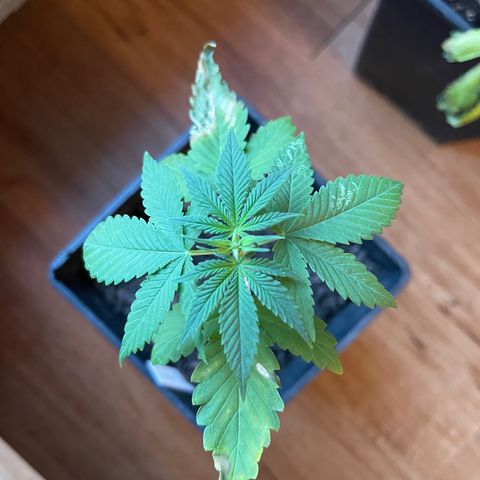 Hanf growlog timeline photo